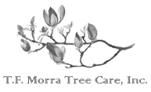 tf morra tree care inc