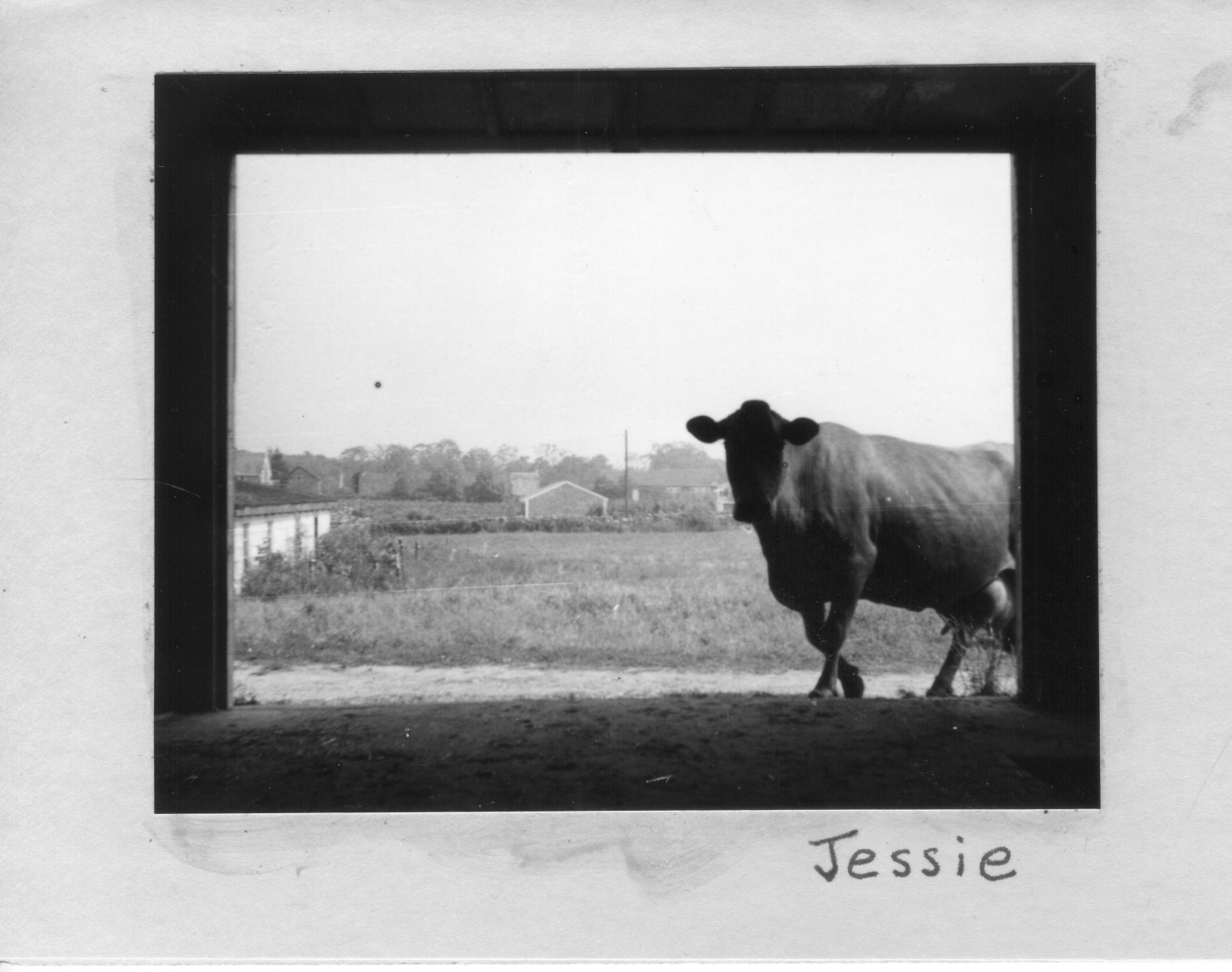 Jessie-the-cow
