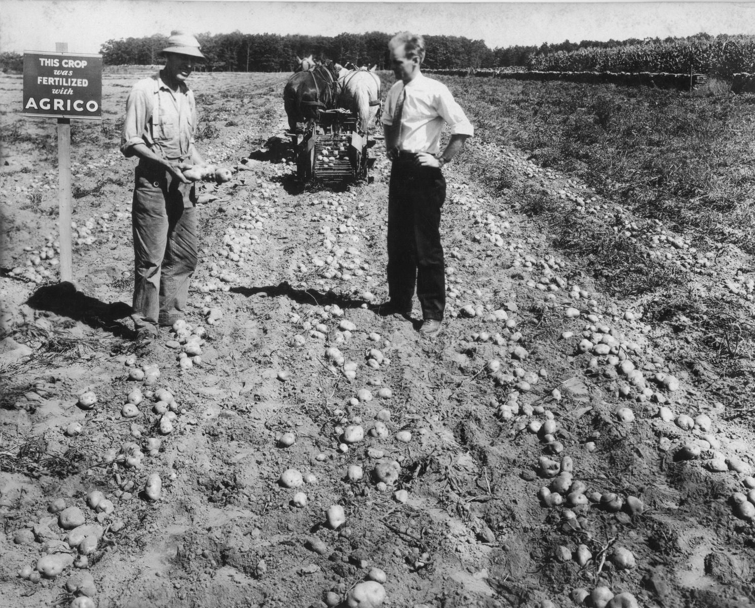 Boan-Farm-digging-potatoes-1925