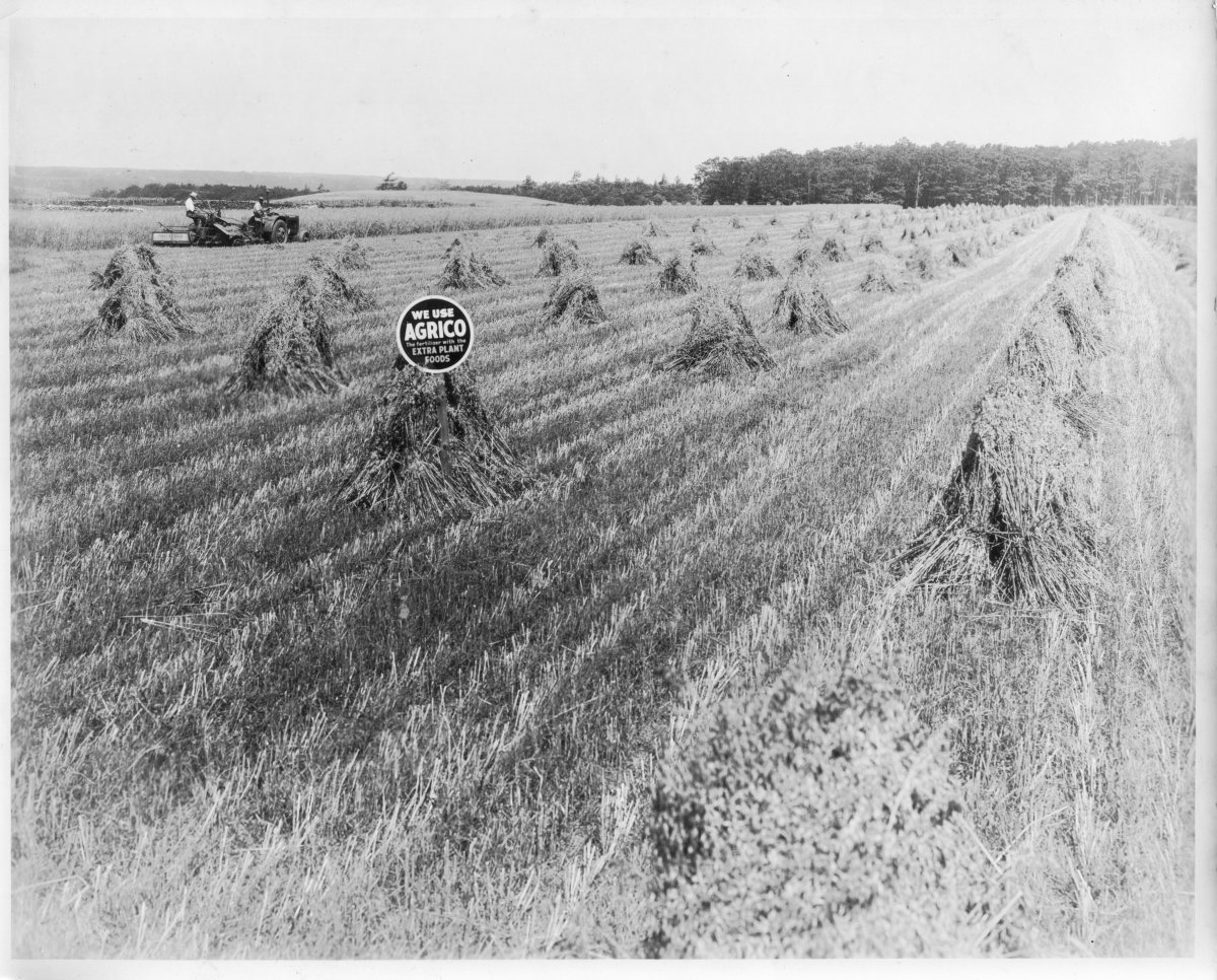 Boan-Farm134