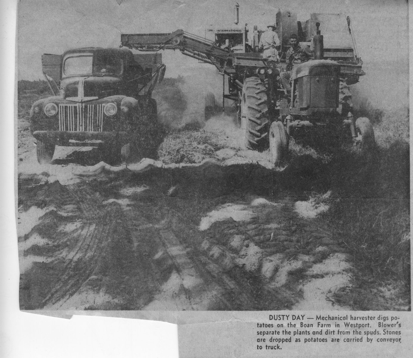 Mechanical-harvesters-digs-potatoes