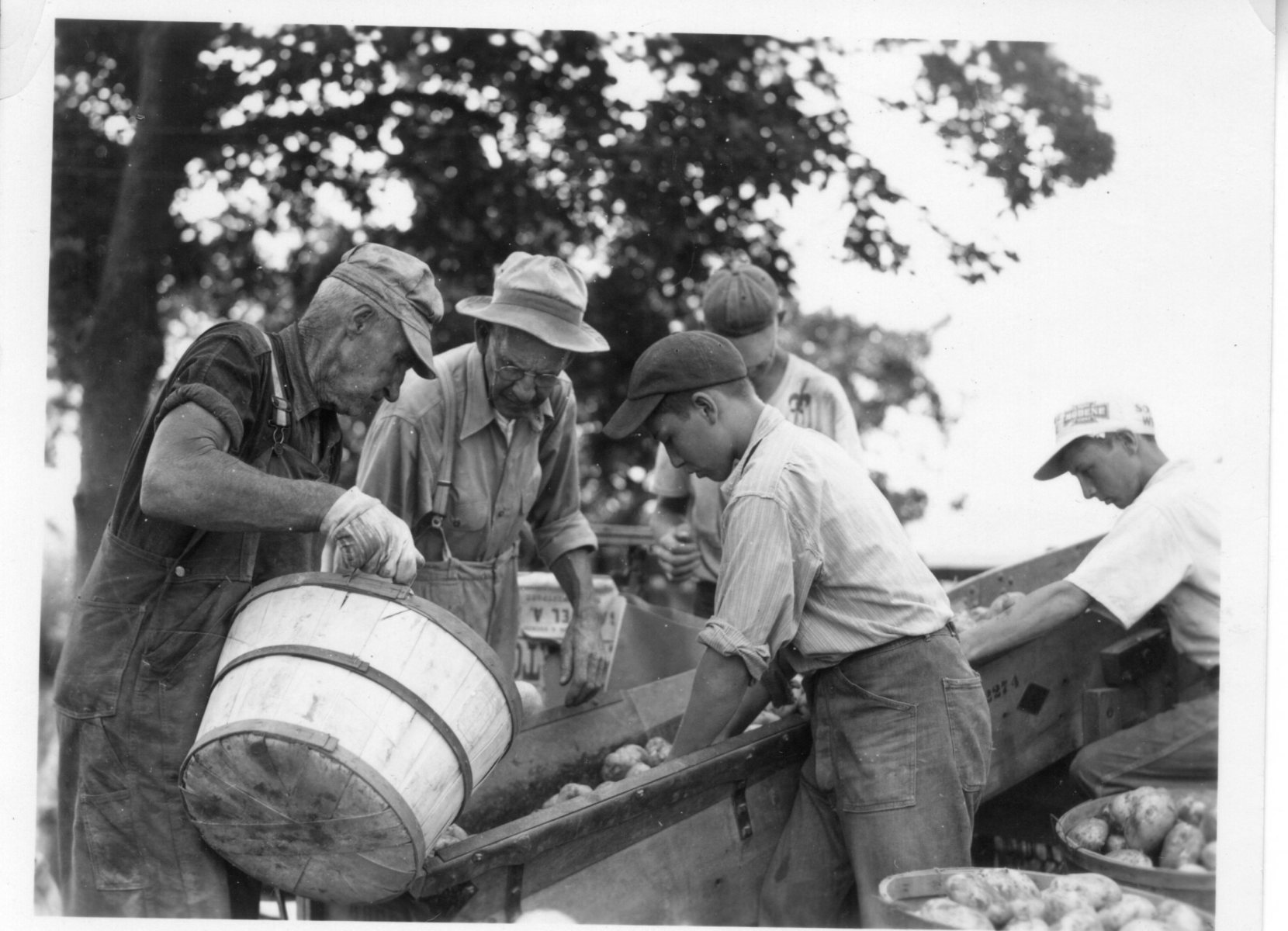 Sorting-potatoes