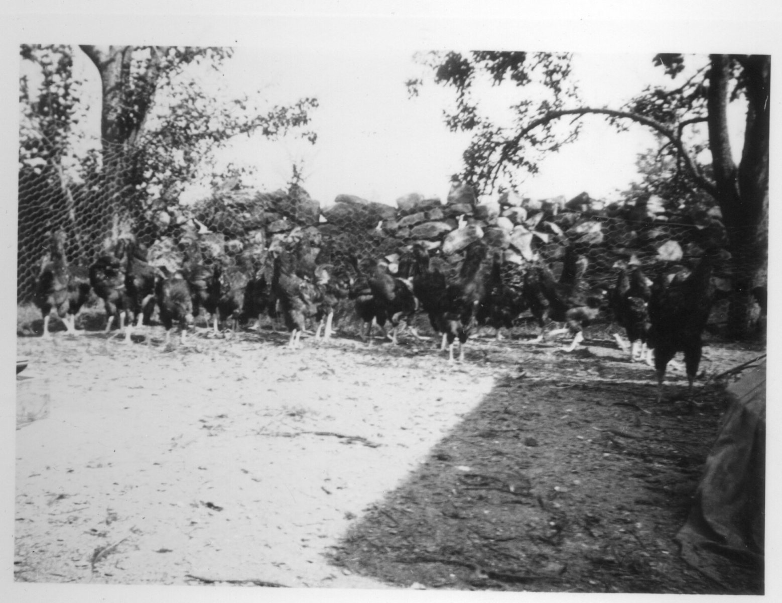 8-20-1939-My-roosters