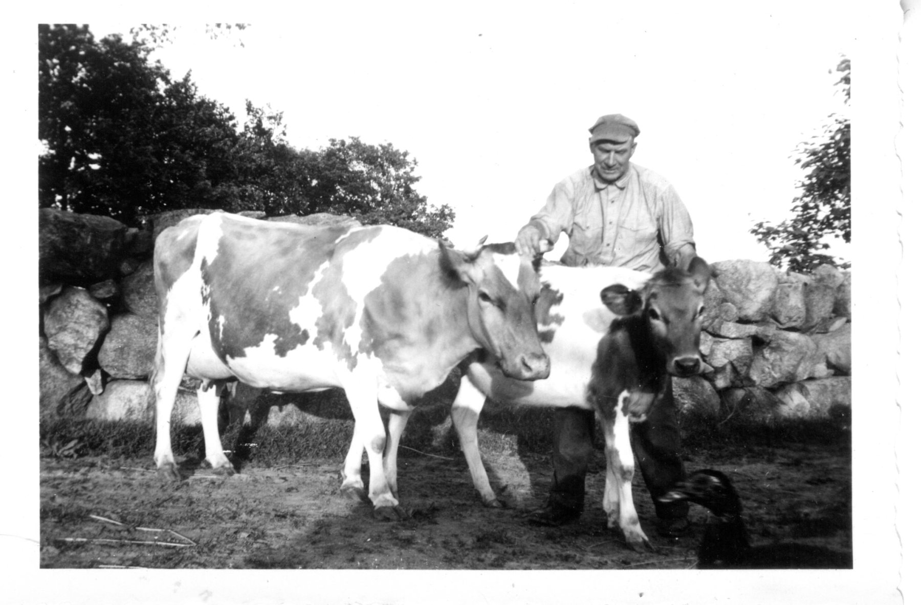 Daniel-Meader-Maple-Lane-Farm