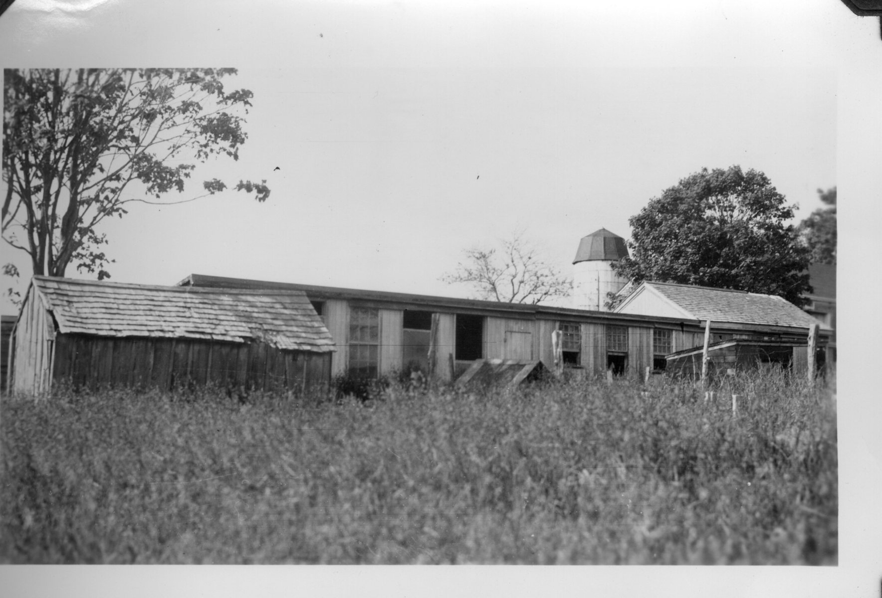 Hens-House-2