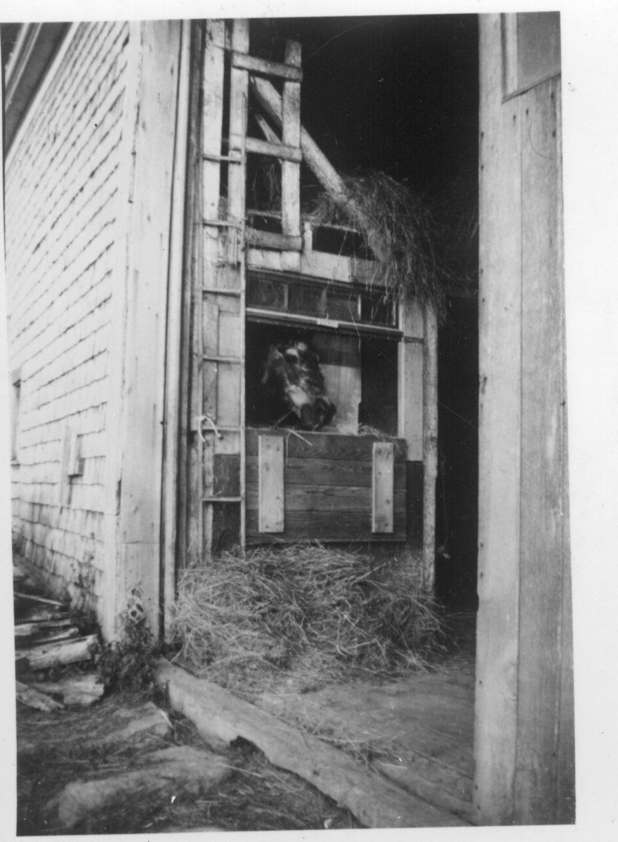 Horse-in-new-stall