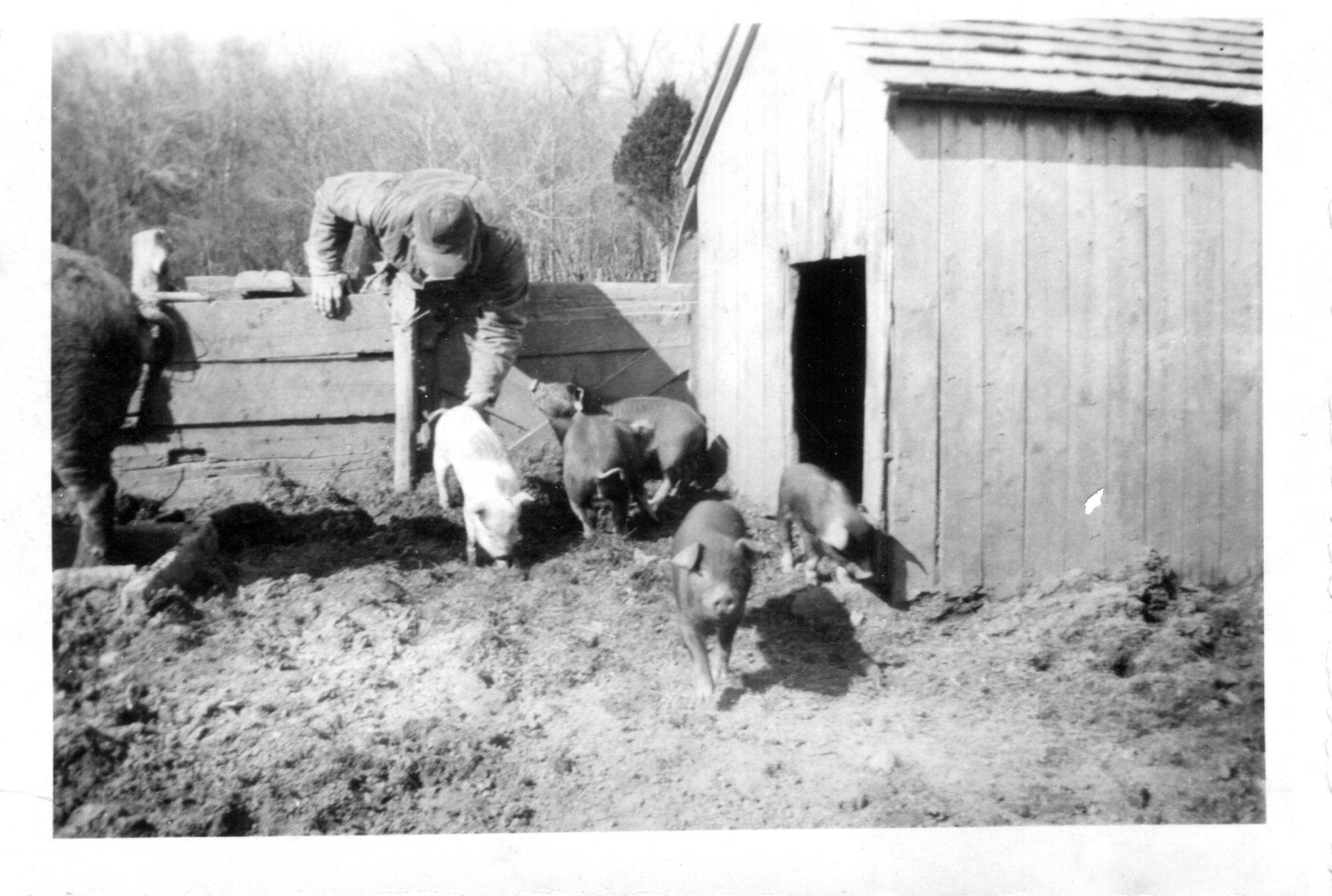 Maple-Lane-Farm-2