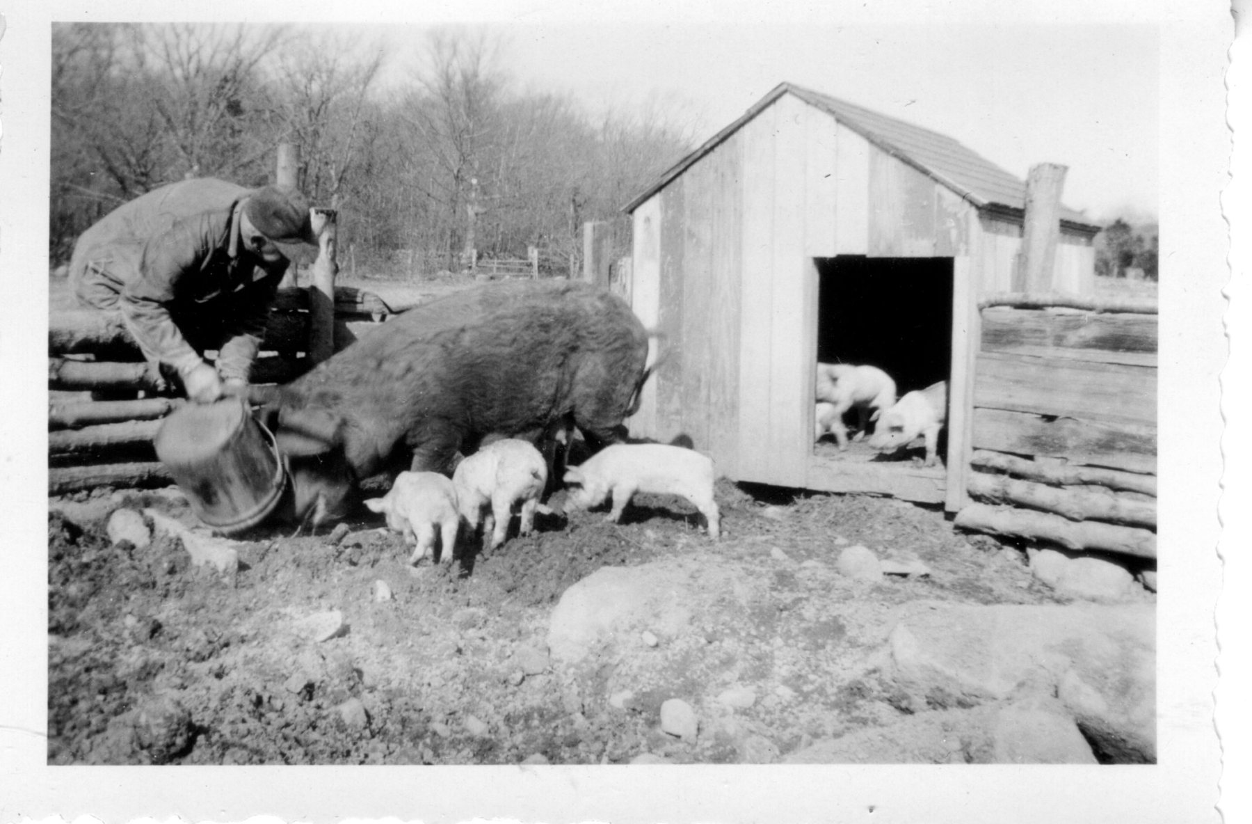 Maple-Lane-Farm-4