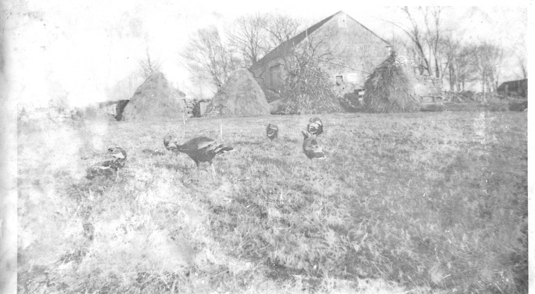 Meader-turkey-farm-1941