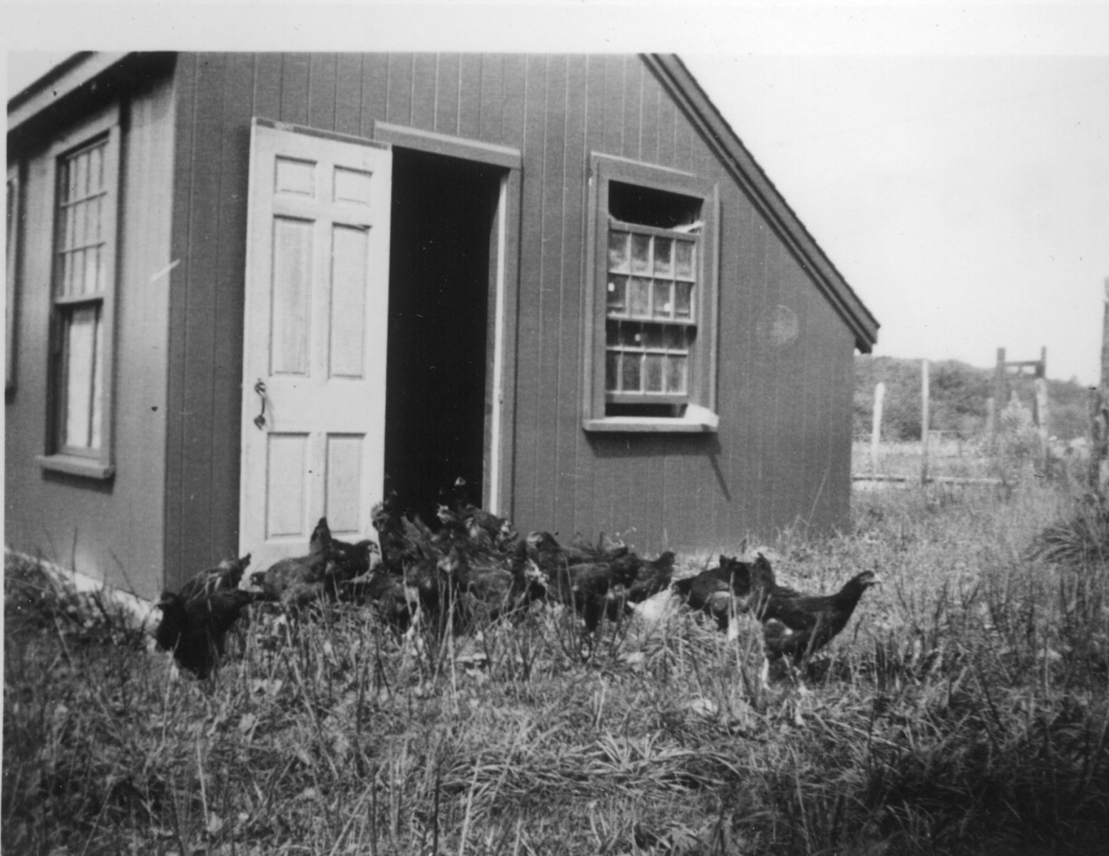 My-pulletts-in-their-new-home