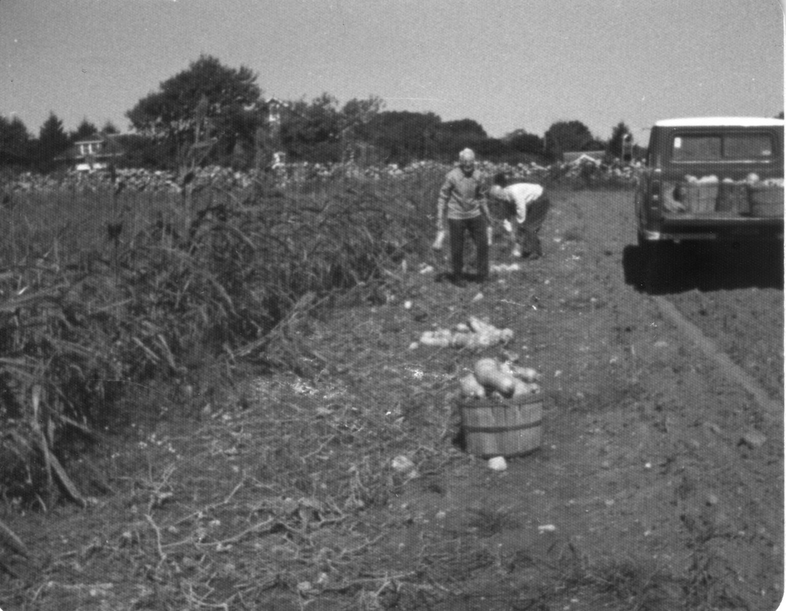 Uncles-Ausbon-Warren-picking-butternut-squash