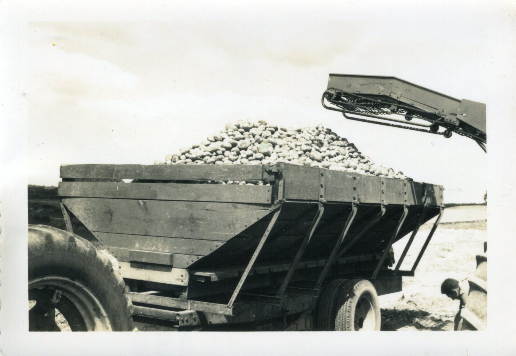 Harvesting-potatoes