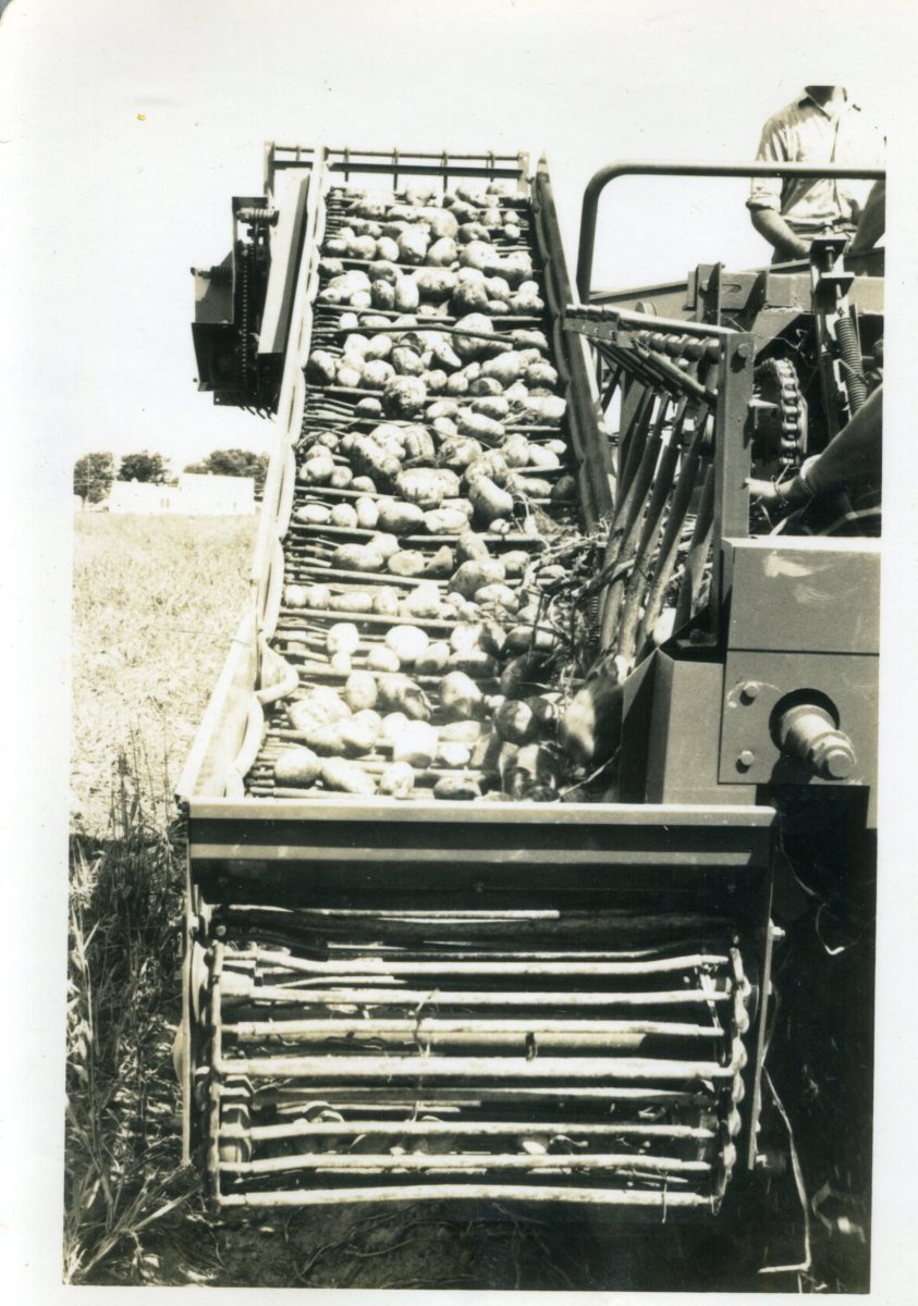 Harvesting-potatoes2
