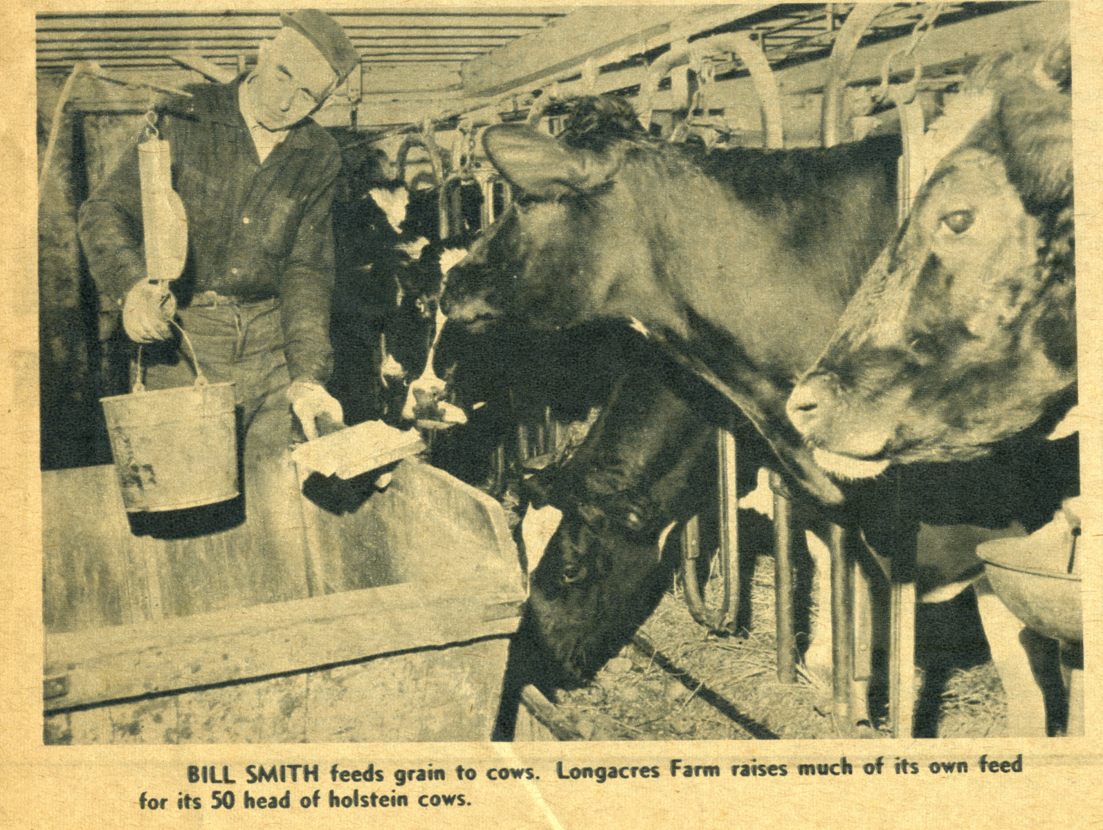 cows-smith