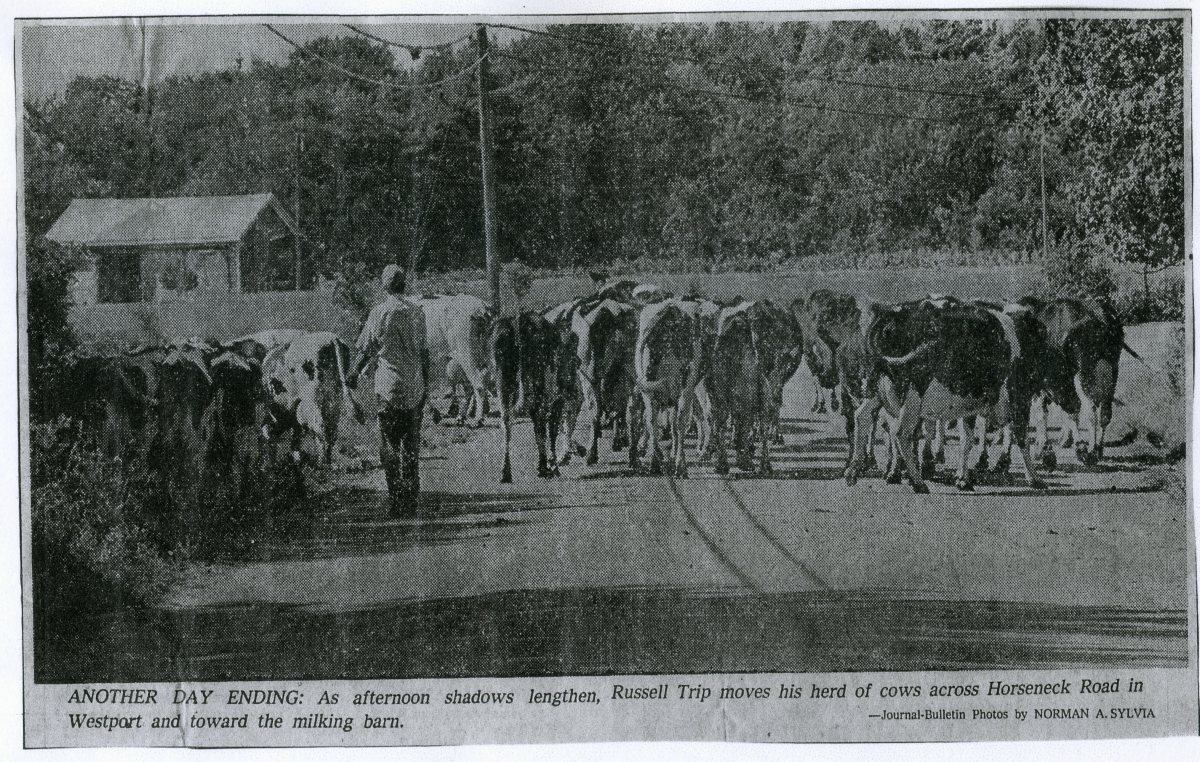 Russell-Tripp-herding-his-cows