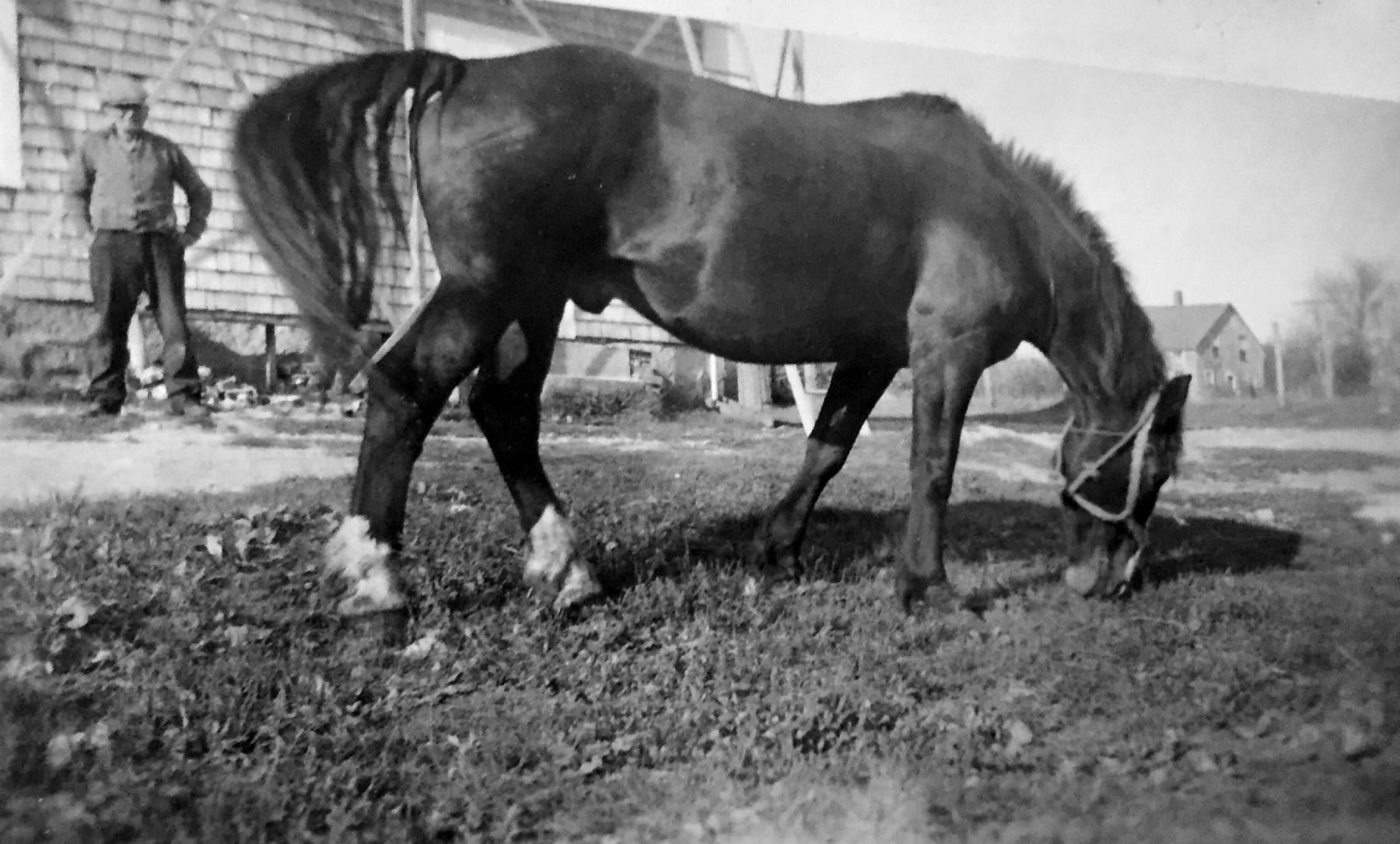 Photo-1-Grandpa-and-work-horse