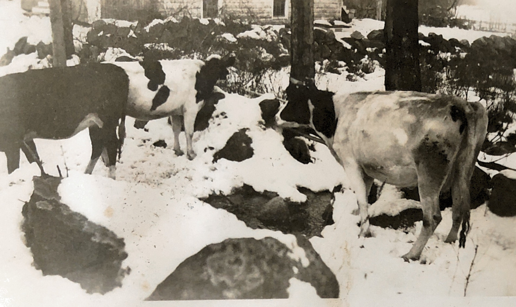 Photo-2-cows-in-winter